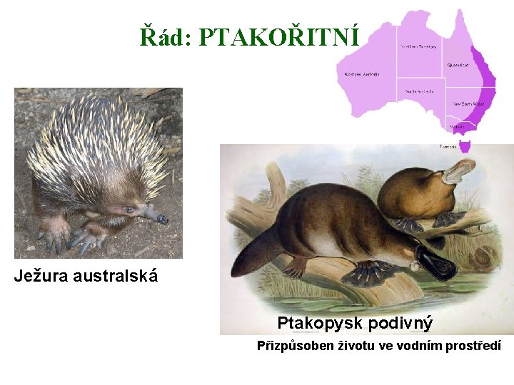 Řád: PTAKOŘITNÍ Ježura australská Ptakopysk podivný Přizpůsoben životu ve vodním prostředí 