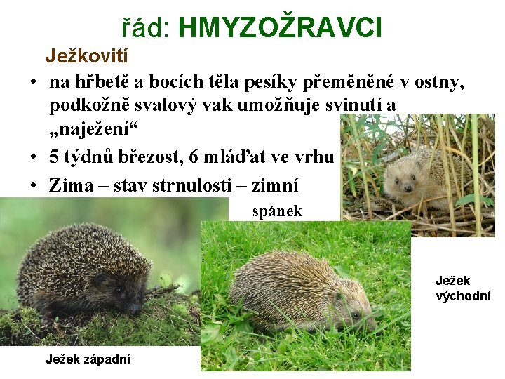 řád: HMYZOŽRAVCI Ježkovití • na hřbetě a bocích těla pesíky přeměněné v ostny, podkožně