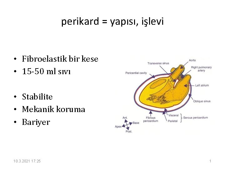 perikard = yapısı, işlevi • Fibroelastik bir kese • 15 -50 ml sıvı •