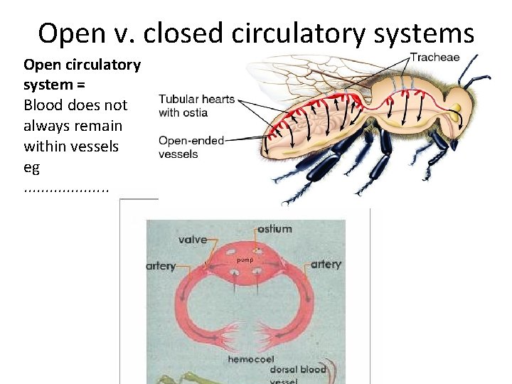 Open v. closed circulatory systems Open circulatory system = Blood does not always remain