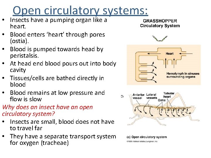 Open circulatory systems: • Insects have a pumping organ like a heart. • Blood