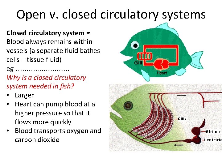 Open v. closed circulatory systems Closed circulatory system = Blood always remains within vessels