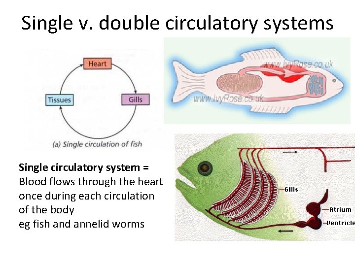 Single v. double circulatory systems Single circulatory system = Blood flows through the heart