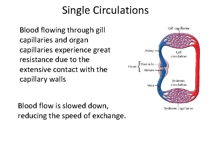 Single Circulations Blood flowing through gill capillaries and organ capillaries experience great resistance due