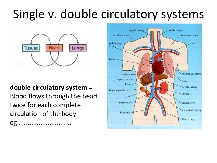 Single v. double circulatory systems double circulatory system = Blood flows through the heart