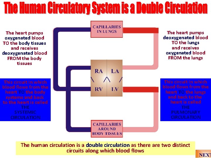 The heart pumps oxygenated blood TO the body tissues and receives deoxygenated blood FROM The heart pumps oxygenated blood TO the body tissues and receives deoxygenated blood FROM