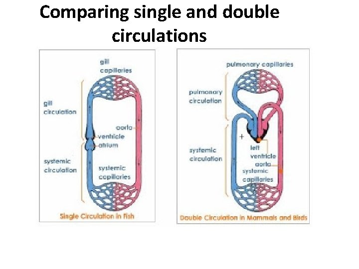 Comparing single and double circulations Comparing single and double circulations