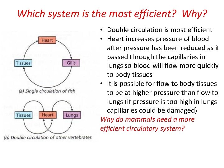 Which system is the most efficient? Why? • Double circulation is most efficient • Which system is the most efficient? Why? • Double circulation is most efficient •