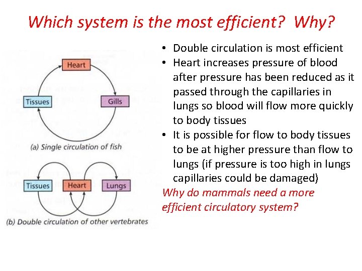 Which system is the most efficient? Why? • Double circulation is most efficient •