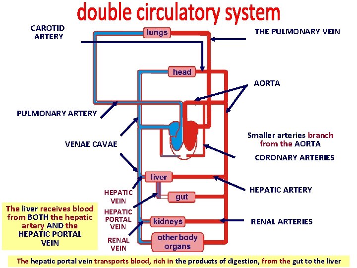 CAROTID ARTERY THE PULMONARY VEIN AORTA PULMONARY ARTERY VENAE CAVAE Smaller arteries branch from CAROTID ARTERY THE PULMONARY VEIN AORTA PULMONARY ARTERY VENAE CAVAE Smaller arteries branch from