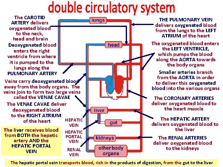 The CAROTID ARTERY delivers oxygenated blood to the neck, head and brain Deoxygenated blood The CAROTID ARTERY delivers oxygenated blood to the neck, head and brain Deoxygenated blood