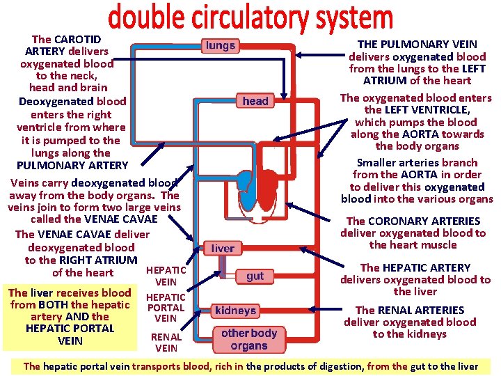 The CAROTID ARTERY delivers oxygenated blood to the neck, head and brain Deoxygenated blood