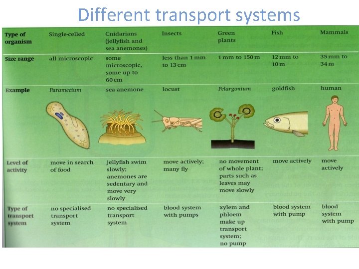 Different transport systems 