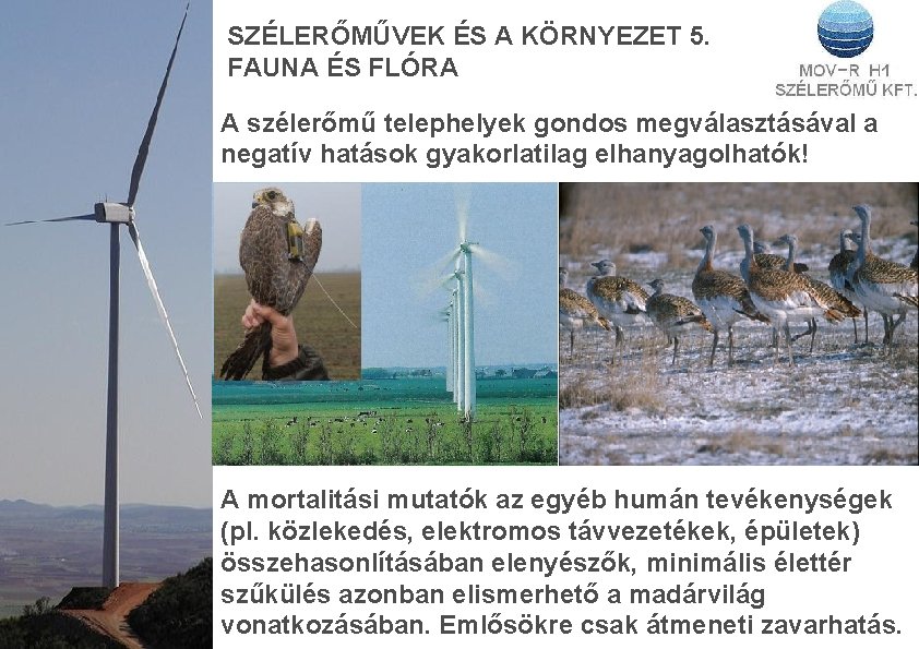 SZÉLERŐMŰVEK ÉS A KÖRNYEZET 5. FAUNA ÉS FLÓRA A szélerőmű telephelyek gondos megválasztásával a