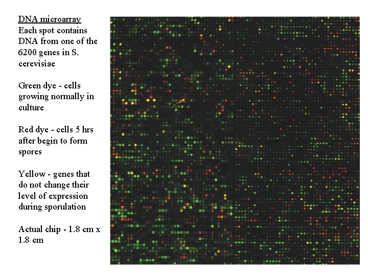 DNA microarray Each spot contains DNA from one of the 6200 genes in S.