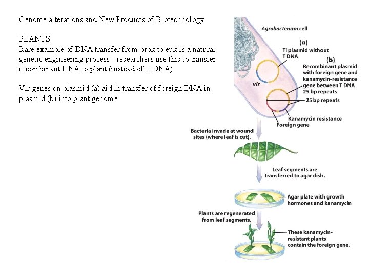 Genome alterations and New Products of Biotechnology PLANTS: Rare example of DNA transfer from