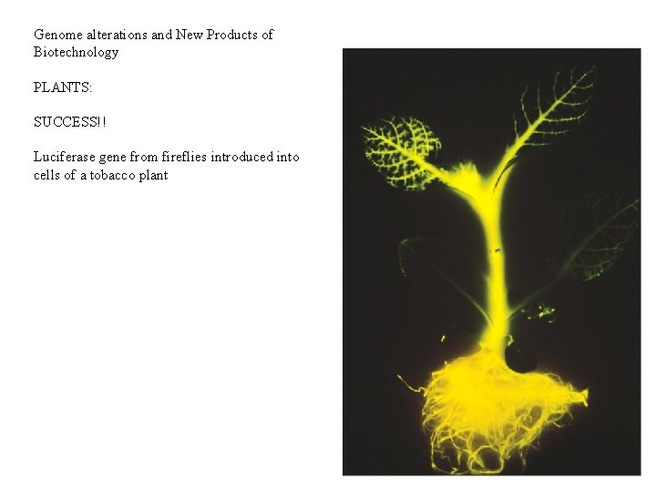 Genome alterations and New Products of Biotechnology PLANTS: SUCCESS!! Luciferase gene from fireflies introduced