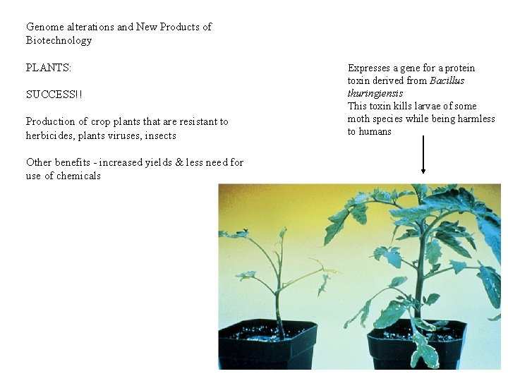 Genome alterations and New Products of Biotechnology PLANTS: SUCCESS!! Production of crop plants that