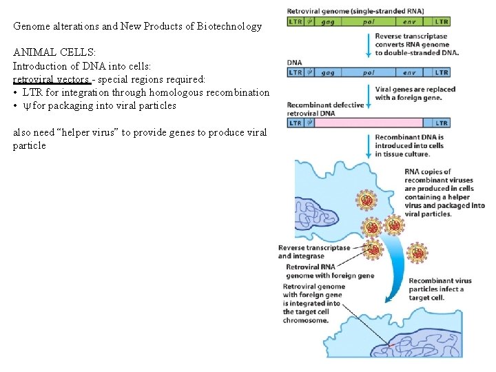Genome alterations and New Products of Biotechnology ANIMAL CELLS: Introduction of DNA into cells: