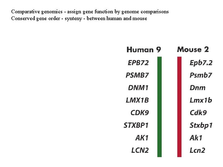 Comparative genomics - assign gene function by genome comparisons Conserved gene order - synteny