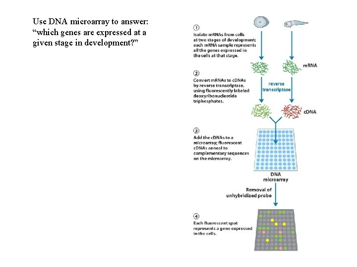 Use DNA microarray to answer: “which genes are expressed at a given stage in