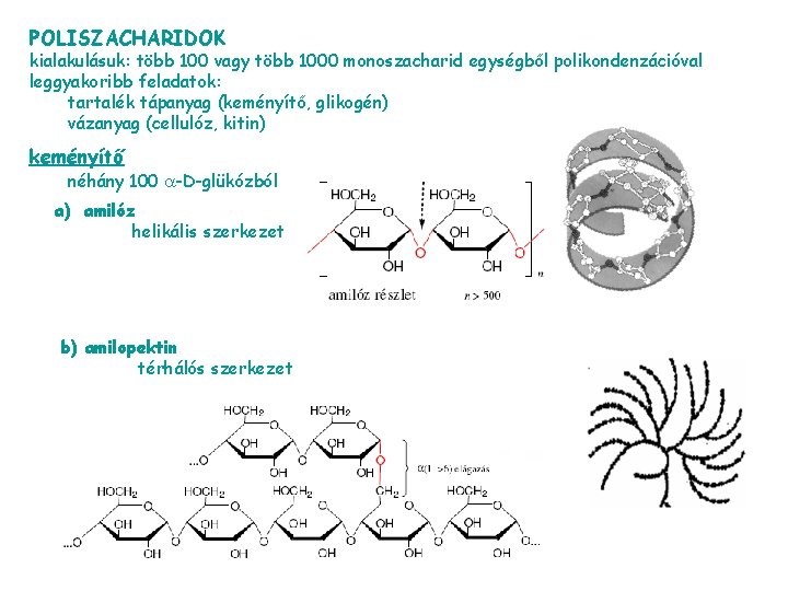 POLISZACHARIDOK kialakulásuk: több 100 vagy több 1000 monoszacharid egységből polikondenzációval leggyakoribb feladatok: tartalék tápanyag