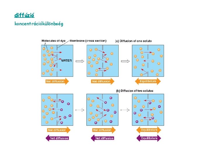diffúzió koncentrációkülönbség 