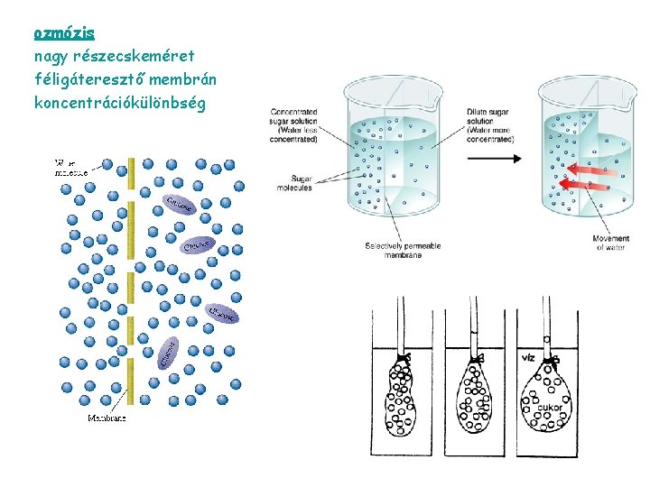 ozmózis nagy részecskeméret féligáteresztő membrán koncentrációkülönbség 