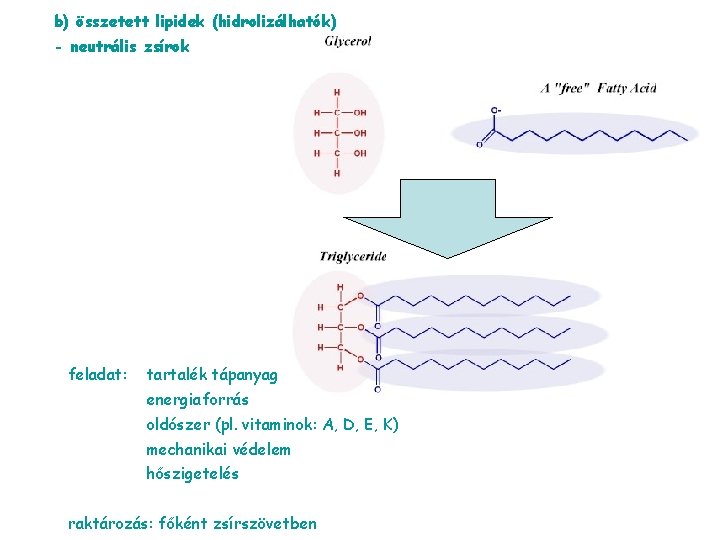 b) összetett lipidek (hidrolizálhatók) - neutrális zsírok feladat: tartalék tápanyag energiaforrás oldószer (pl. vitaminok: