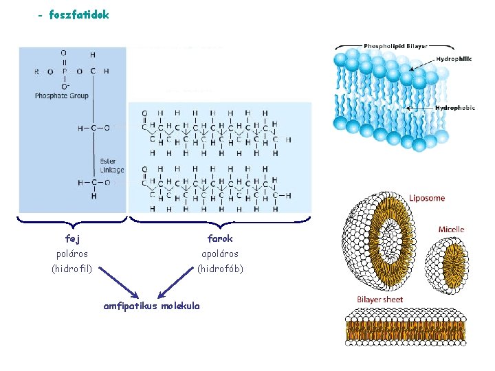 - foszfatidok fej farok poláros apoláros (hidrofil) (hidrofób) amfipatikus molekula 