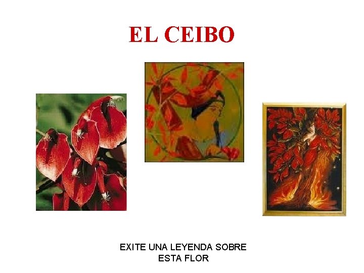 EL CEIBO EXITE UNA LEYENDA SOBRE ESTA FLOR 