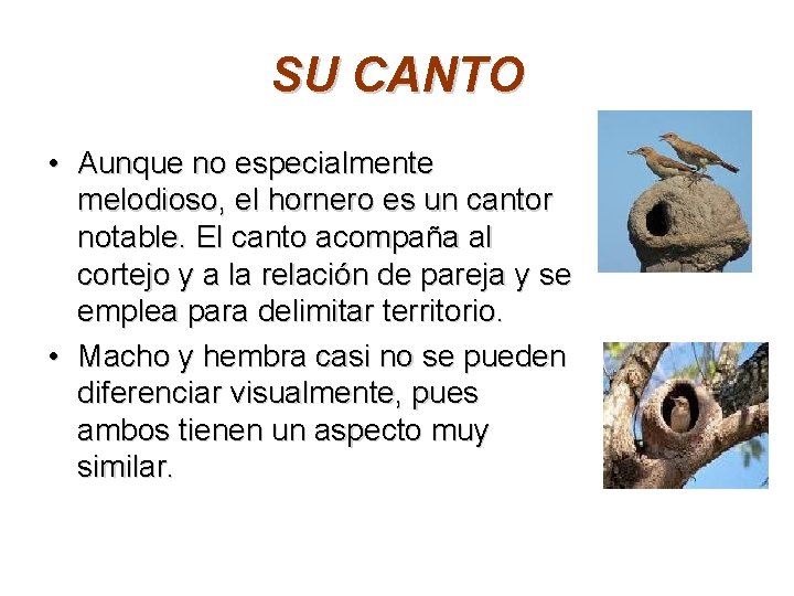 SU CANTO • Aunque no especialmente melodioso, el hornero es un cantor notable. El