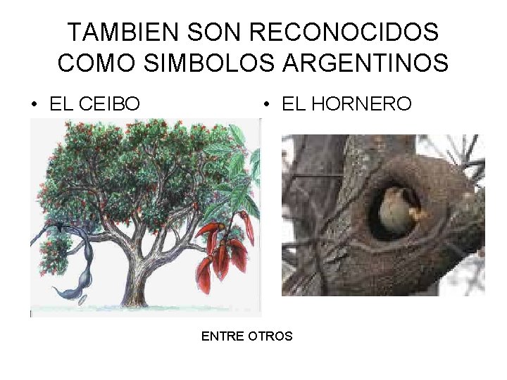 TAMBIEN SON RECONOCIDOS COMO SIMBOLOS ARGENTINOS • EL CEIBO • EL HORNERO ENTRE OTROS