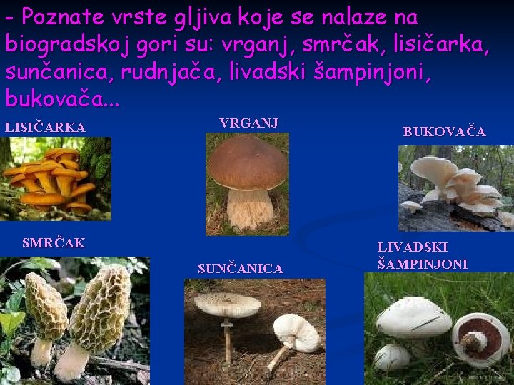 - Poznate vrste gljiva koje se nalaze na biogradskoj gori su: vrganj, smrčak, lisičarka,