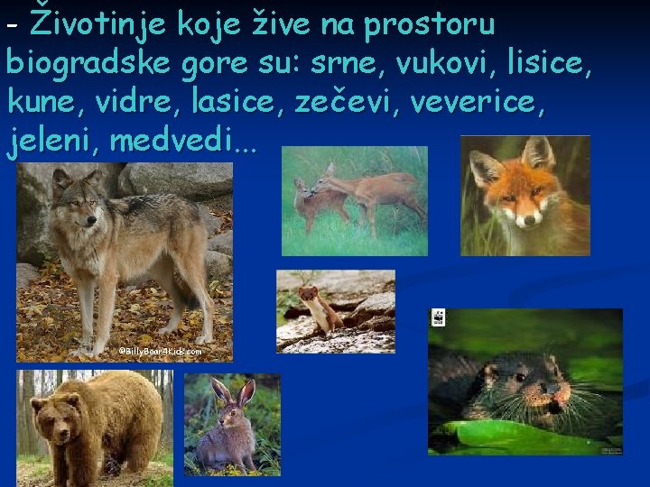 - Životinje koje žive na prostoru biogradske gore su: srne, vukovi, lisice, kune, vidre,