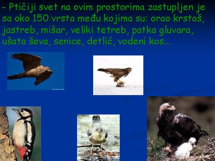 - Ptičiji svet na ovim prostorima zastupljen je sa oko 150 vrsta među kojima