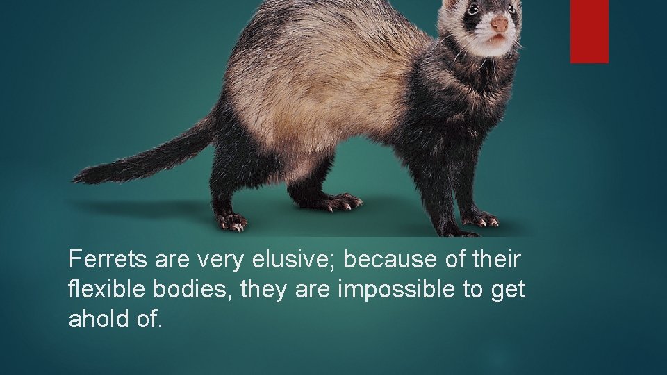Ferrets are very elusive; because of their flexible bodies, they are impossible to get