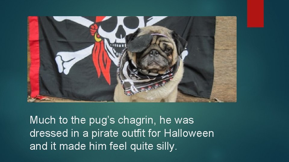 Much to the pug’s chagrin, he was dressed in a pirate outfit for Halloween