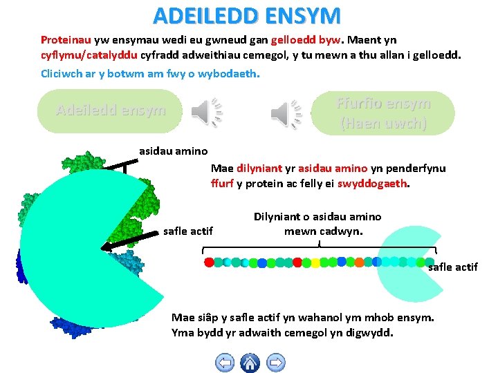 ADEILEDD ENSYM Proteinau yw ensymau wedi eu gwneud gan gelloedd byw. Maent yn cyflymu/catalyddu