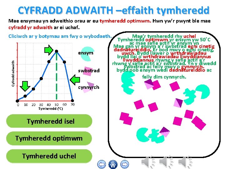 CYFRADD ADWAITH –effaith tymheredd Mae ensymau yn adweithio orau ar eu tymheredd optimwm. Hwn