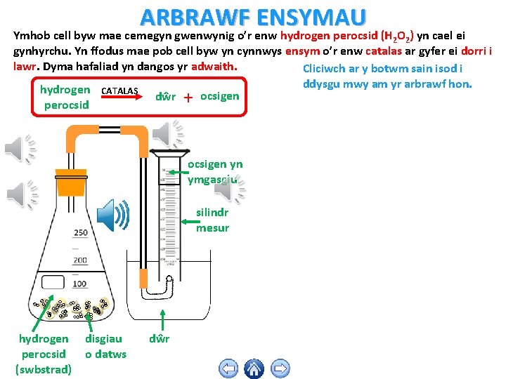 ARBRAWF ENSYMAU Ymhob cell byw mae cemegyn gwenwynig o’r enw hydrogen perocsid (H 2