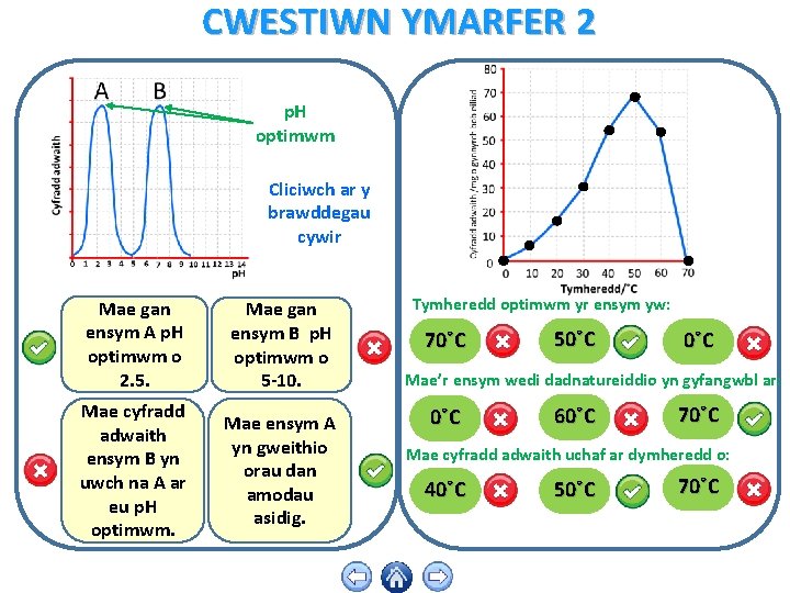 CWESTIWN YMARFER 2 p. H optimwm Cliciwch ar y brawddegau cywir Mae gan ensym