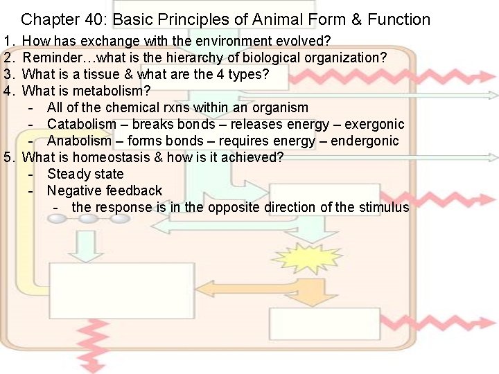 Chapter 40: Basic Principles of Animal Form & Function 1. 2. 3. 4. How