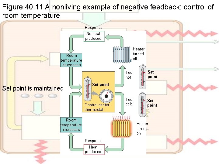 Figure 40. 11 A nonliving example of negative feedback: control of room temperature Response