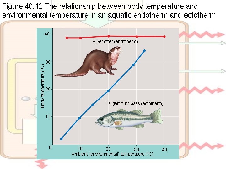 Figure 40. 12 The relationship between body temperature and environmental temperature in an aquatic