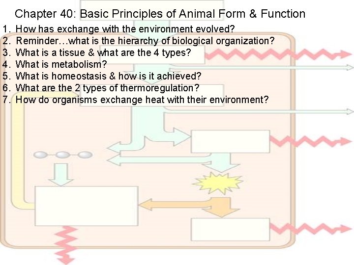 Chapter 40: Basic Principles of Animal Form & Function 1. 2. 3. 4. 5.