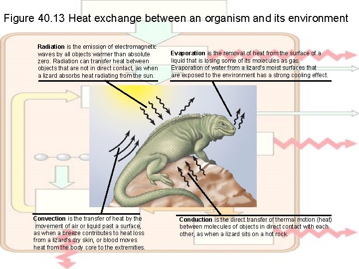 Figure 40. 13 Heat exchange between an organism and its environment Radiation is the