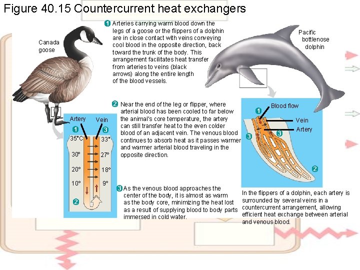 Figure 40. 15 Countercurrent heat exchangers 1 Arteries carrying warm blood down the legs