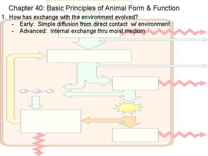 Chapter 40: Basic Principles of Animal Form & Function 1. How has exchange with