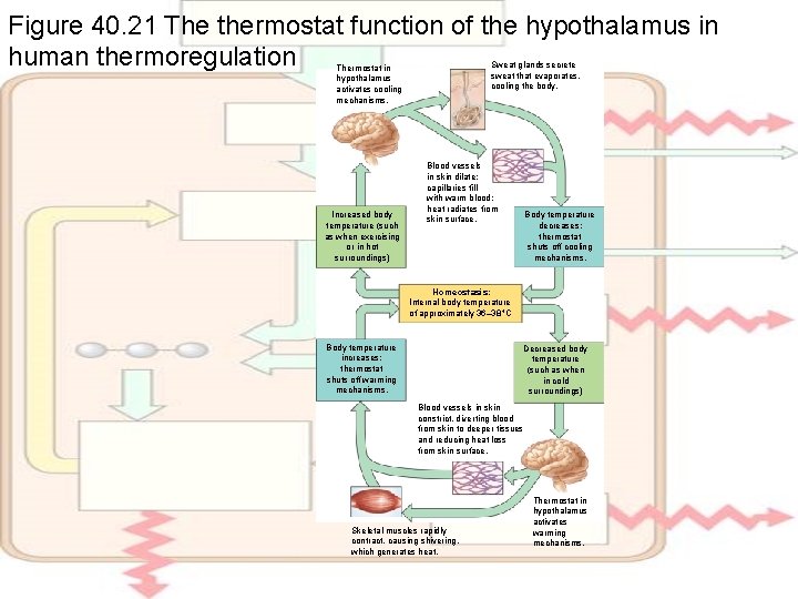 Figure 40. 21 The thermostat function of the hypothalamus in human thermoregulation Sweat glands